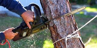 Trusted Flagtown, NJ Tree Services Experts