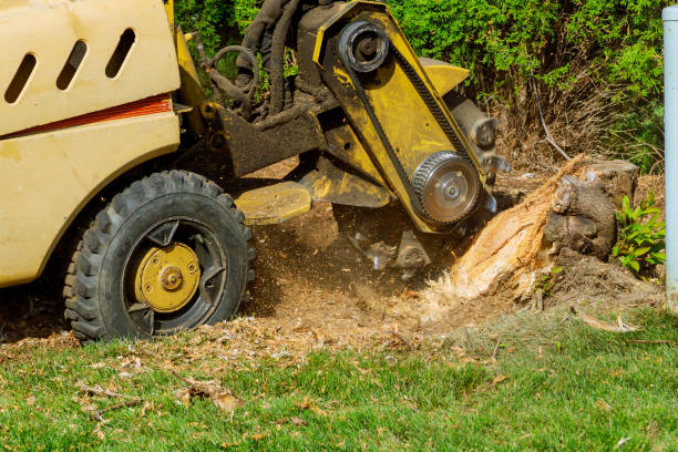 Best Commercial Tree Services  in Flagtown, NJ