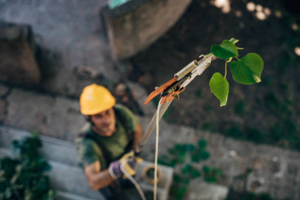 How Our Tree Care Process Works  in  Flagtown, NJ