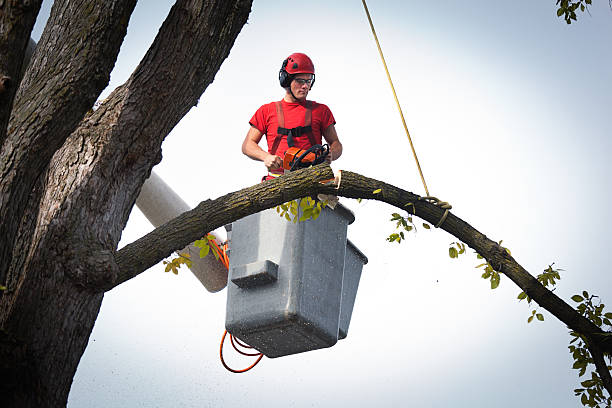 Best Tree Risk Assessment  in Flagtown, NJ